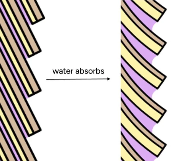 Scientific diagram of water absorption into hair cuticle layers