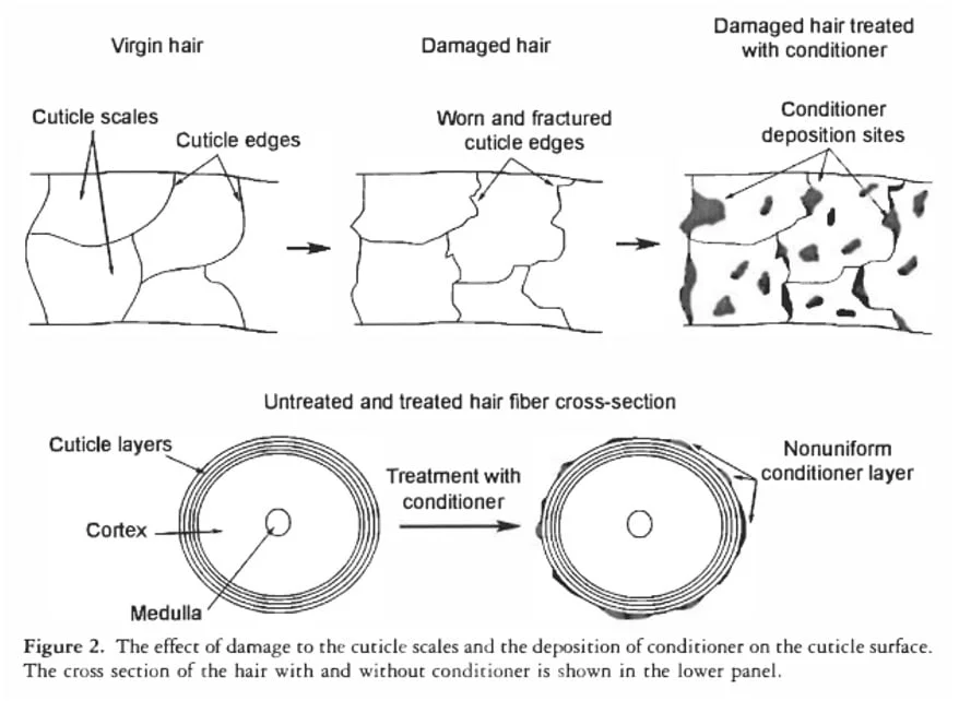 Float test showing damaged and undamaged hair strands in water